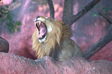 Lion Yawning in The Zoo