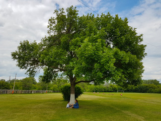 a beautiful young woman in a blue denim dress is sitting with her daughter in the Park under a big tree on a summer day.