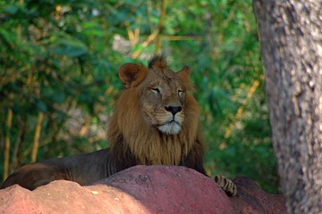 Lion in The Zoo