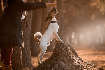 Charming dog fox terrier breed in the autumn forest