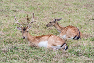 Couple Of Fallow Deer Dama Dama resting on the grass