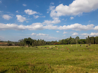 Fototapeta premium fazenda boi