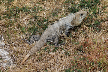Iguana na Jukatanie