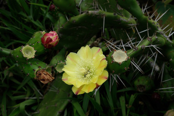 Eastern prickly pear cactus in the mountains in Brazil