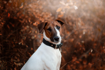 Charming dog fox terrier breed in the autumn forest