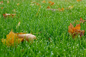 Morgentau im Gras Herbst