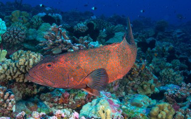 Naklejka na ściany i meble Red grouper on coral reef