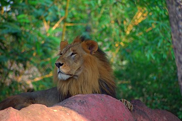 Lion in The Zoo