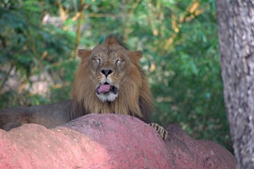 Lion in The Zoo