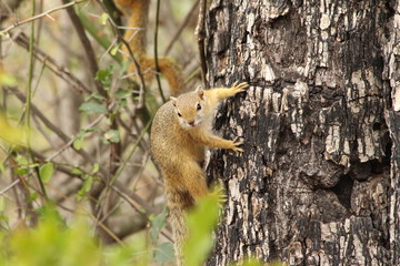A cute squirrel  in Africa