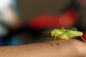 Heuschrecke auf dem Arm, Makro