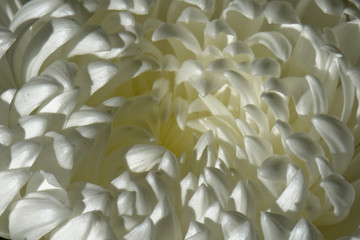 chrysantheme weiß makro