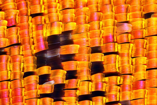Extremely detailed image of a Chrysiridia Urania rhipheus moth wing. Madagascan sunset moth. This image is taken at 10x magnification.