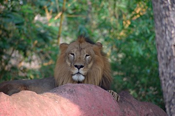 Lion in The Zoo