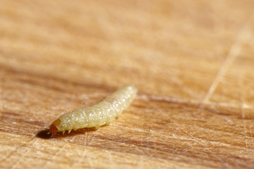 Mottenraupe auf Holzbrett