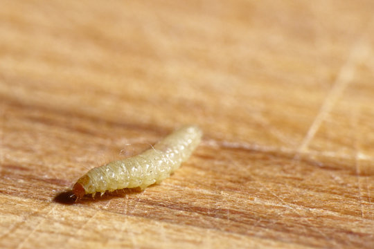 Mottenraupe auf Holzbrett