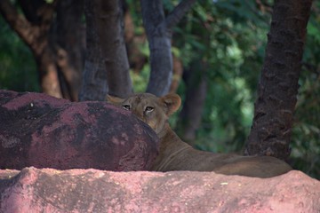 Tiger in The Zoo