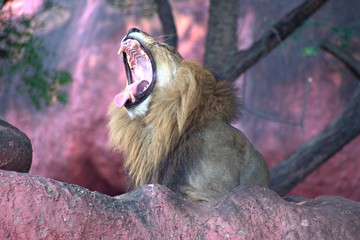 Lion Yawning in The Zoo