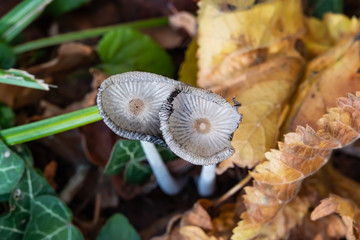 Hare's Foot Inkcap Mushrooms in Autumn