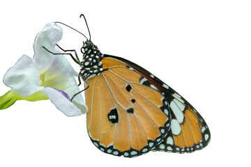 Naklejka na ściany i meble Orange and black butterfly and white flower on isolate white background and clipping path.