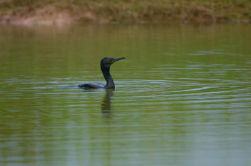 Little cormorant, Javanese cormorant in a pond