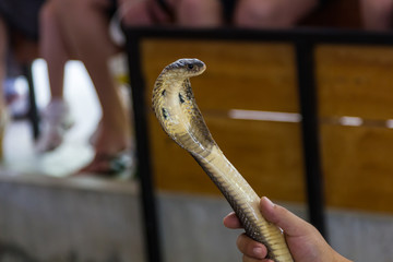 poisonous cobra prepared to attack a man in Phuket in Thailand
