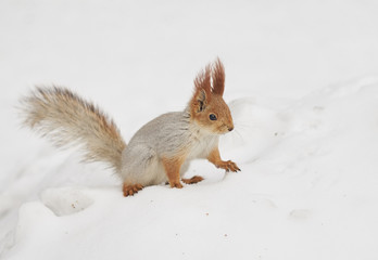 Naklejka na ściany i meble Squirrel on snow in city park