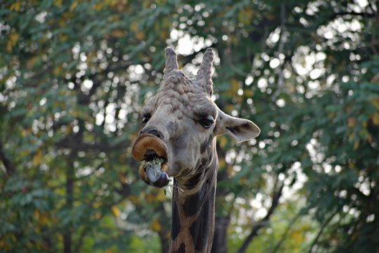 Giraffe Eating in The Zoo