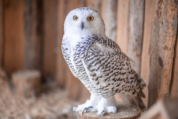 owl polar