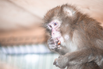 Еhe monkey eats