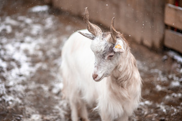 White goats and snow