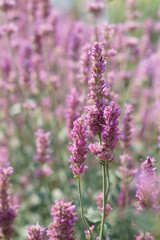 Fototapeta premium Pink flower