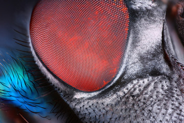 Extreme sharp and detailed fly compound eye surface at extreme magnification