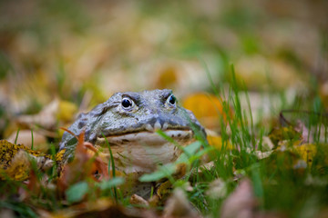 The African bullfrog, adult male in autumn park