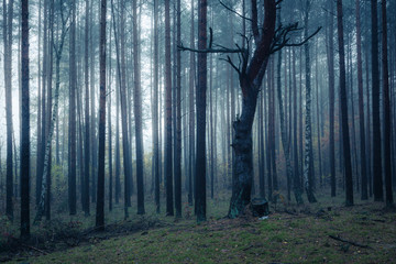 Fototapeta premium Forest in foggy morning somewhere in Masovia, Poland