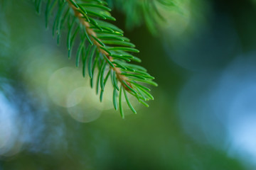 branch green spruce growing in the park