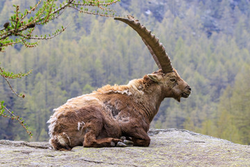 stambecco nel parco nazionale del Gran Paradiso