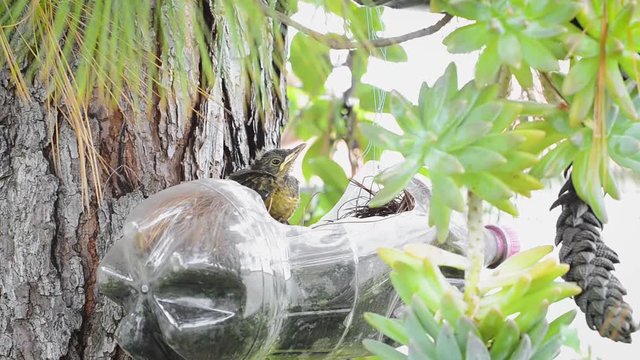 Baby bird over a reutilized soda bottle as a vase on the garden. Rufous-bellied Thrush. Turdus Rufiventris; Sabia Laranjeira.