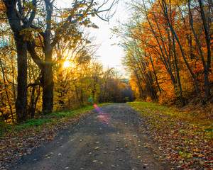 Obraz premium sunset through the trees on a dirt road