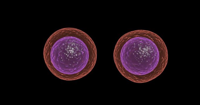 Cellular Division and Growth