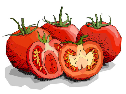 Vector illustration of drawing vegetable tomatoes.