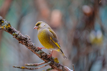 Male European greenfinch (Chloris chloris) isolated in the forest