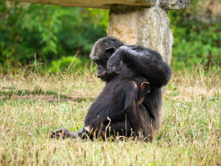 Chimpanzé