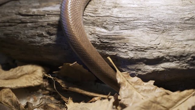 The snake crawls along the branch at home. Reptiles in role of domestic pets concept