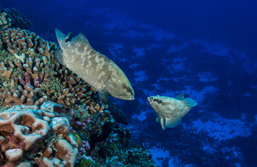 Two groupers on reef