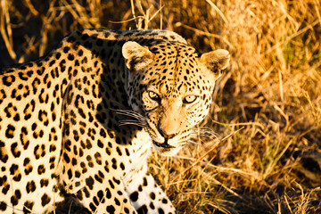 Fototapeta na wymiar Leopard (Panthera pardus), liegt im hohen Gras, Blick in die Kamera