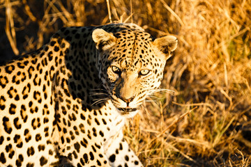 Leopard (Panthera pardus), liegt im hohen Gras, Blick in die Kamera