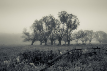 Landscape with willows in foggy morning somewhere in Masovia, Poland
