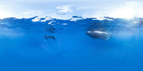 360 underwater photo of whale shark and manta ray in open ocean