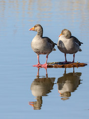 greylag goose